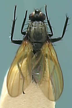 Anthomyiidae 1